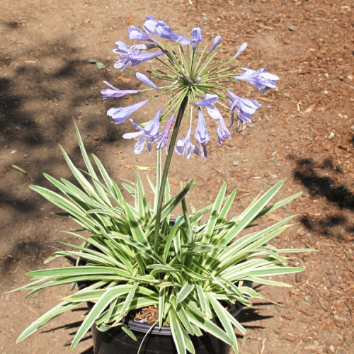 Agapanthus Tinkerbell - Pot - Image 2