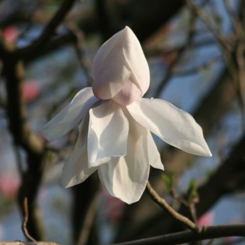 Magnolia Sir Harold Hillier - Pb18/Pb28