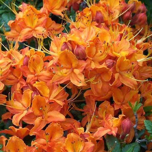 Azalea Cocade - 1.25Ltr - Image 2