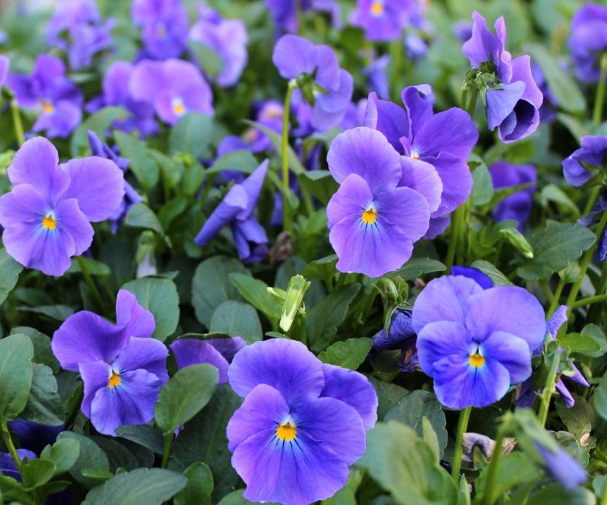 Viola Maggie Mott - 1L