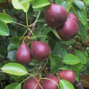 Pear Worden Seckel - Pb18