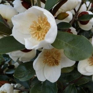 Michelia Grace - 2Ltr