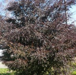 Leptospermum Copper Sheen, Shiny Tea-Tree - Pb6.5/Pb8