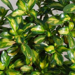 Coprosma Lemon and Lime - 2Ltr (30/40)