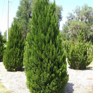 Juniperus Spartan - Pb6.5 (40/50)