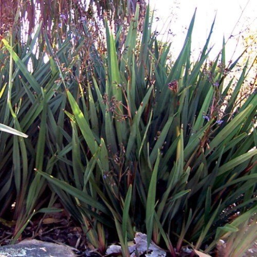 Dianella t. Little Devil - 2Ltr - Image 2