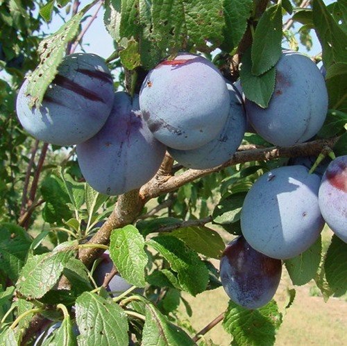 Plum Blue Diamond - Pb18