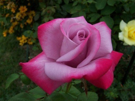 Rose Paradise (bush, hyb. tea)