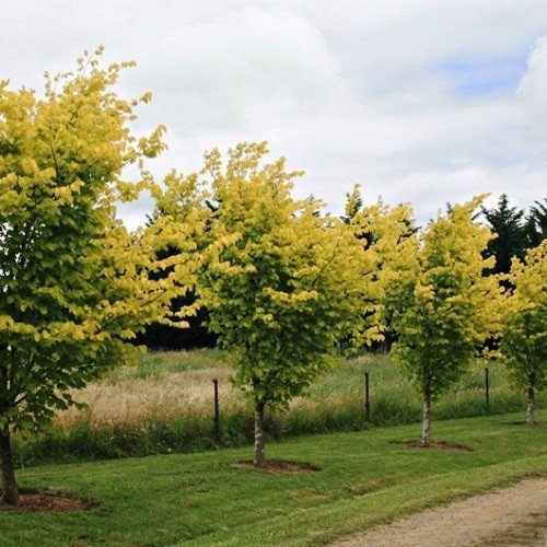 Ulmus Lutescens, Golden Elm - Pb40/Pb60 (240/260) - Image 2