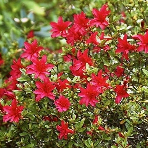 Azalea Scarlet Prince - 1.25Ltr - Image 2
