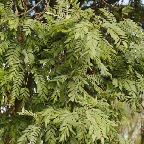 Sophora howinsula, Lord Howe Kowhai - Pb6.5 - Image 2