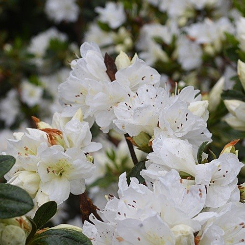 Azalea Deutsche Perle - 2.5Ltr - Image 2