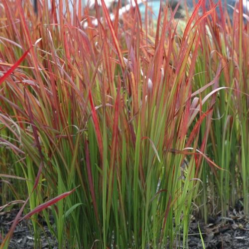 Imperata c. Red Baron, Japanese Blood Grass - Pb3 - Image 2
