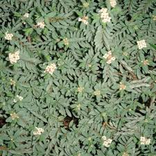 Pimelea prostrata - Pot - Image 2