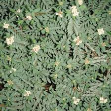 Pimelea prostrata - Pb5 (10/20)