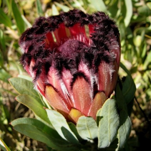Protea Spotted Mink - 6Ltr