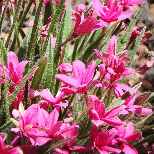 Rhodohypoxis baurii Red - Pb6.5 - Image 2