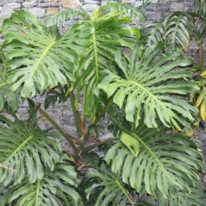 Monstera deliciosa - Pb5