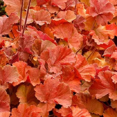 Heuchera Northern Exposure Amber - 1.2Ltr - Image 2