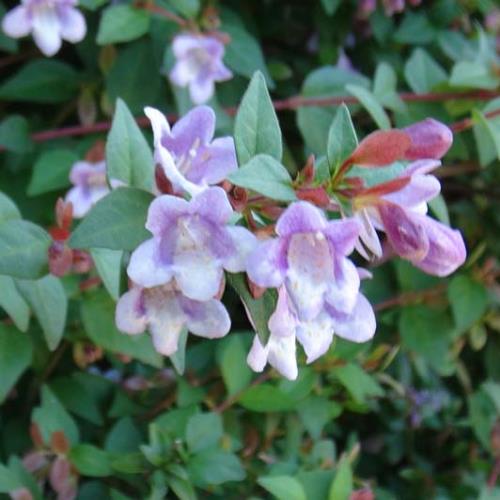 Abelia schumannii - Pb6.5 - Image 2