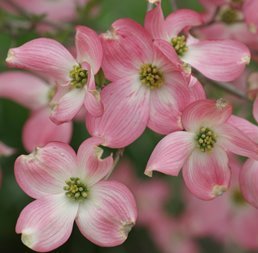 Cornus florida Spring Song - Pb40