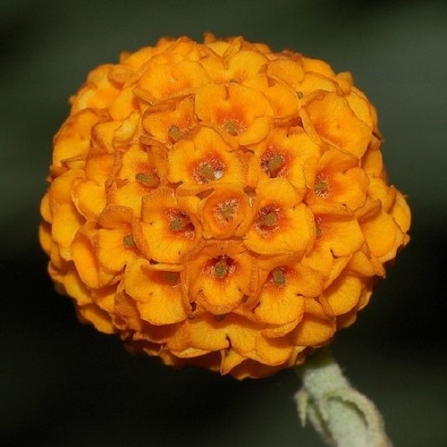 Buddleia globosa, Orange Ball Tree - 1.7Ltr - Image 3