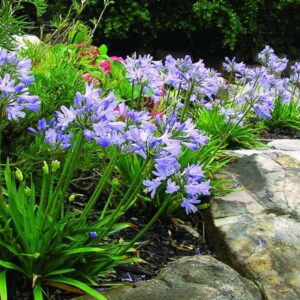 Agapanthus Baby Pete
