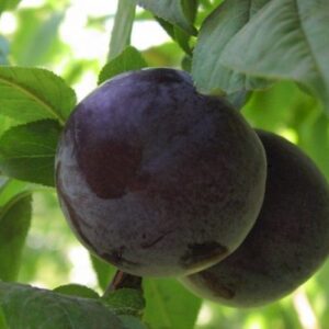 Plum Torwick - Pb18