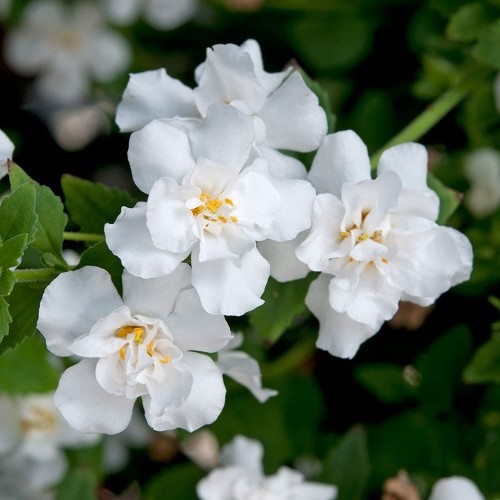 Bacopa Double White - 1.3Ltr/1.5Ltr - Image 2