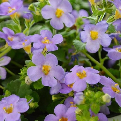 Bacopa Gulliver Blue - 1.5Ltr - Image 2