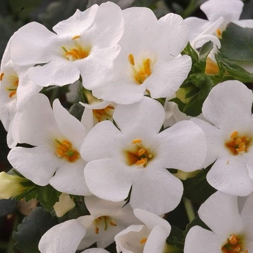 Bacopa Gulliver White - 1.5Ltr - Image 2