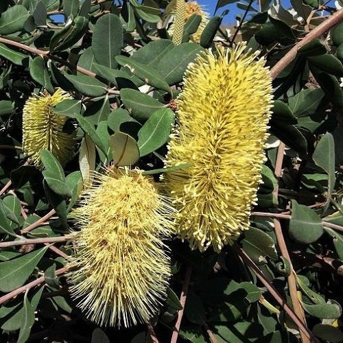 Banksia Roller Coaster - 2.5Ltr - Image 2