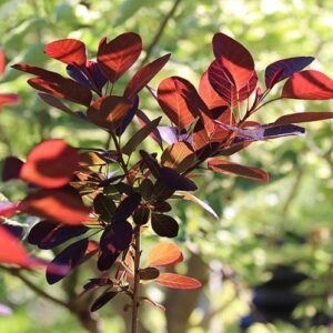 Cotinus Grace, Smoke Bush - Pb5/Pb6.5