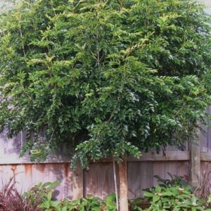Fraxinus griffithii, Griffiths Ash - 25-35 ltr  1.6-1.8m