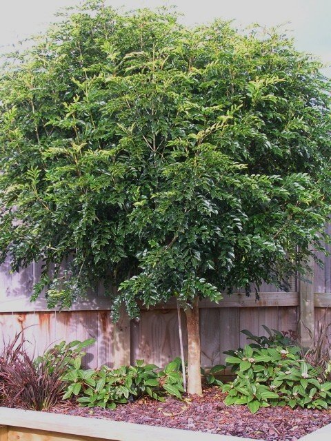 Fraxinus griffithii, Griffiths Ash - Pb5