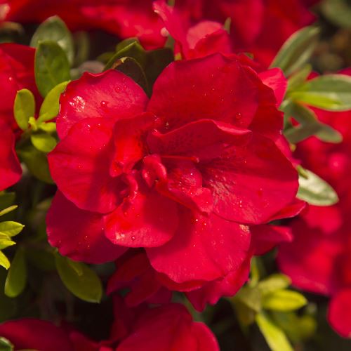 Azalea Fiery Boy - 1/2.5Ltr