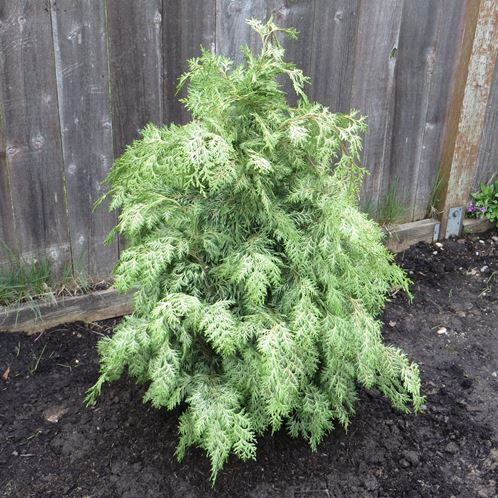 Chamaecyparis l. Silver Queen, False Cypress - 2.5L (70/90) - Image 2