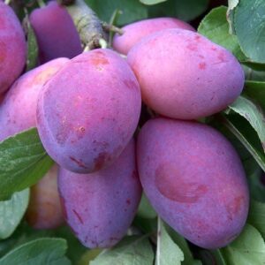 Prune Plum Crowes - Pb18