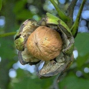 Juglans regia, English Walnut - Pb28