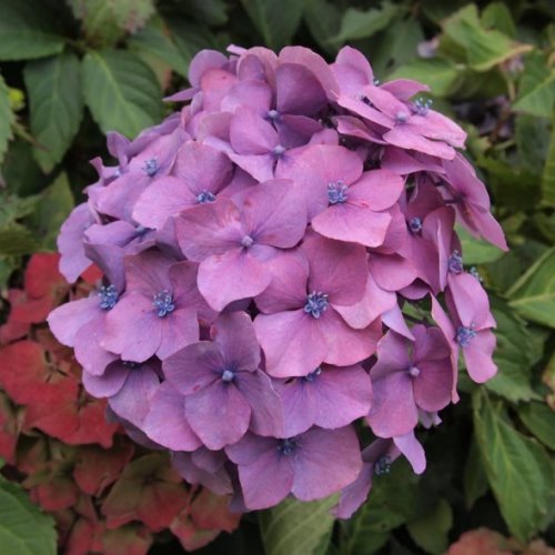 Hydrangea Altona - Pb6.5 - Image 2