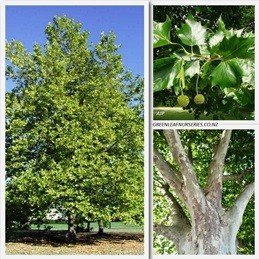 Platanus acerifolia, London Plane - Pb28 (2.4m +)