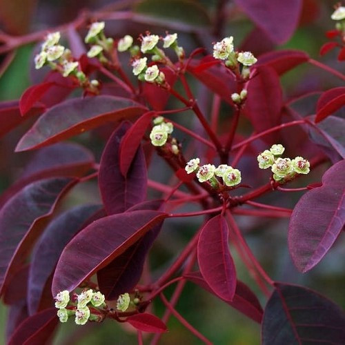 Euphorbia cotinifolia, Mexican Shrubby Spurge - Image 2