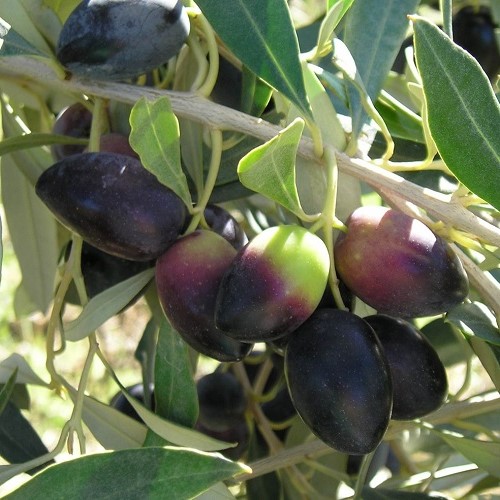 Olive Kalamata - Pb6.5 80cm - Image 2
