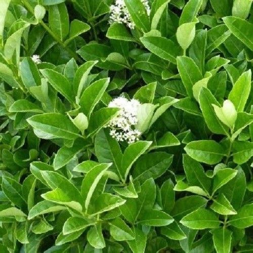 Viburnum x Hedge Master -Dence Fence- Pb6.5 (40-80cm) - Image 2