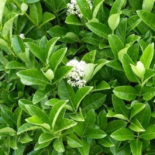 Viburnum x Hedge Master - 25Ltr (150/180) - Image 2