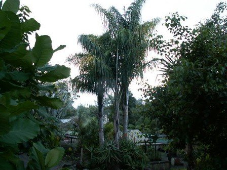 Syagrus romanzoffianum, Queen Palm - Pb95