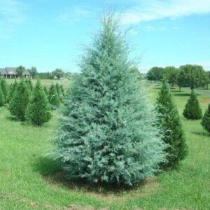 Cupressus  Blue Ice, Arizona Cypress - 5Ltr
