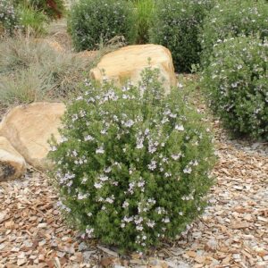 Westringia Aussie Box, Coastal Rosemary - 3.3Ltr