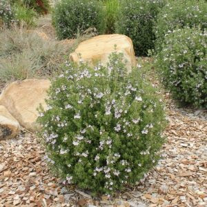 Westringia Aussie Box, Coastal Rosemary - 2Ltr