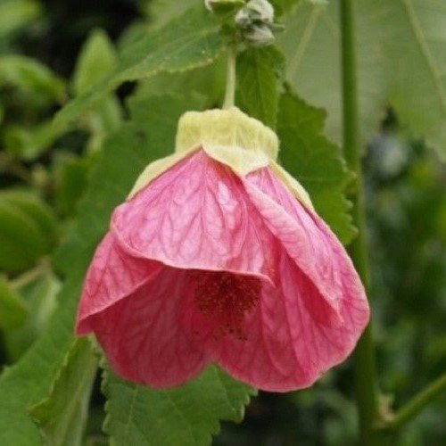 Abutilon Hot Pink - 2.5Ltr - Image 2